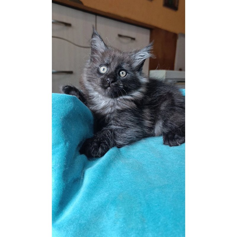 Maine Coon Quick Silver