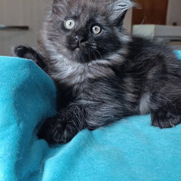 Maine Coon Quick Silver