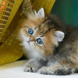 Scottish Leo