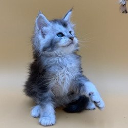 Maine Coon Hugo