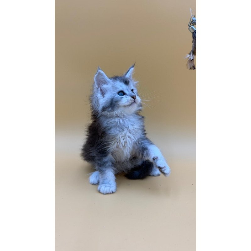 Maine Coon Hugo