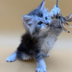 Maine Coon Hugo