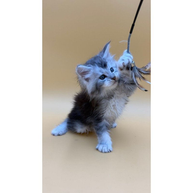 Maine Coon Hugo