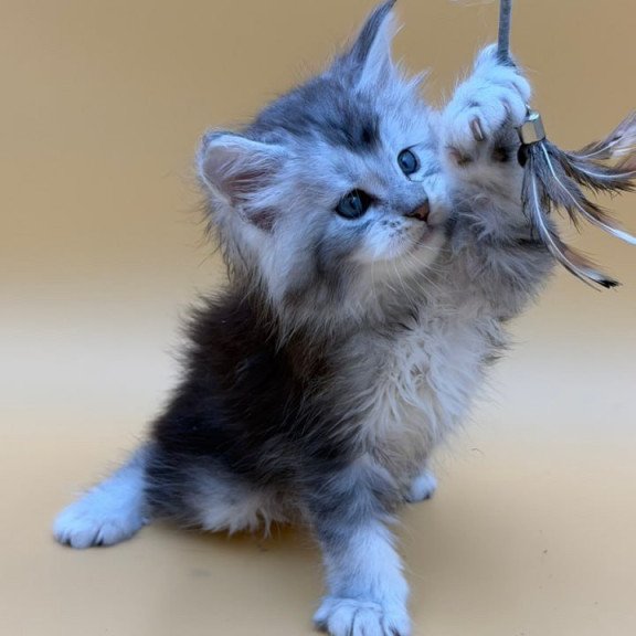 Maine Coon Hugo