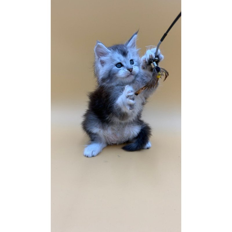Maine Coon Hugo