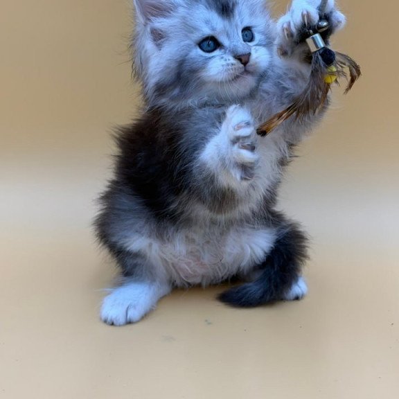 Maine Coon Hugo