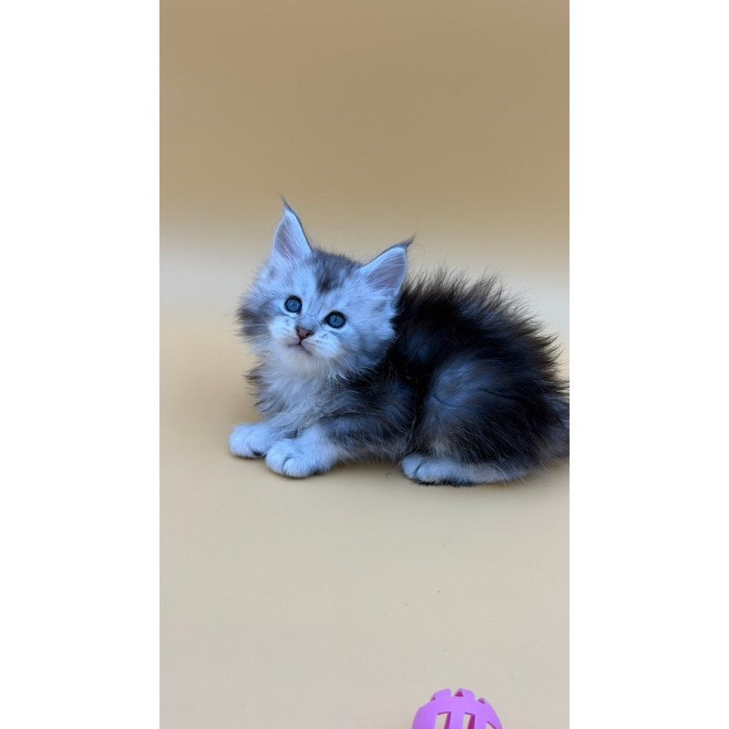 Maine Coon Hugo