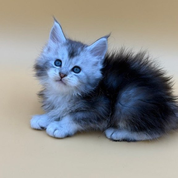 Maine Coon Hugo