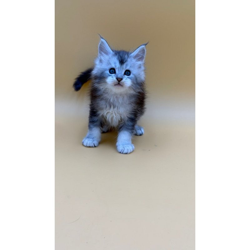 Maine Coon Hugo