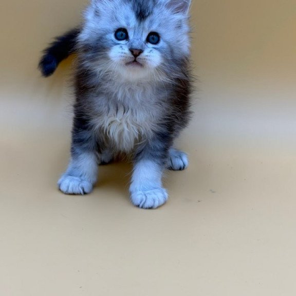 Maine Coon Hugo