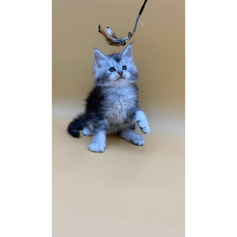 Maine Coon Hugo