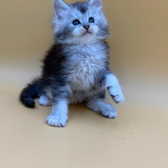 Maine Coon Hugo