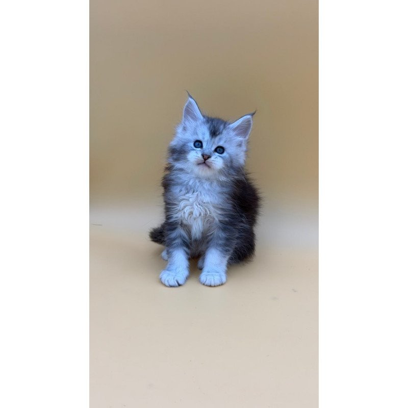 Maine Coon Hugo