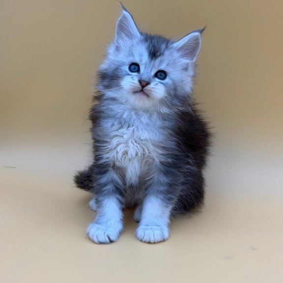 Maine Coon Hugo