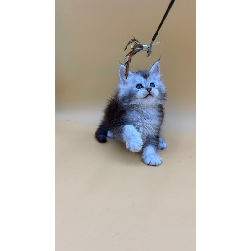 Maine Coon Hugo