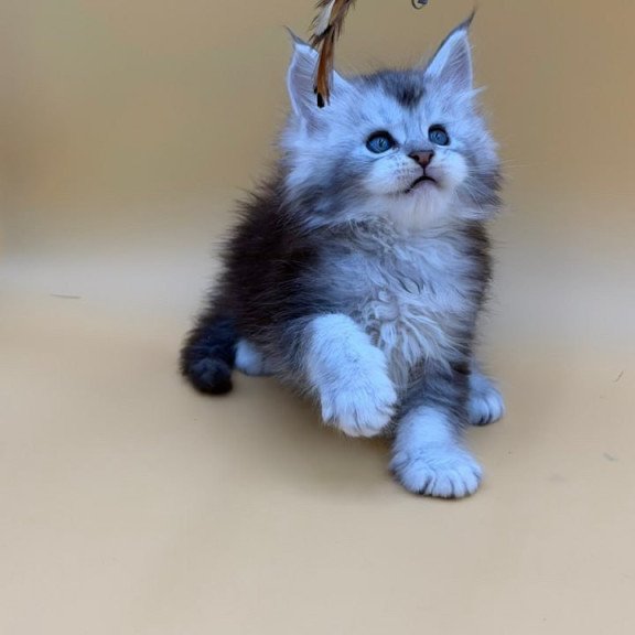 Maine Coon Hugo
