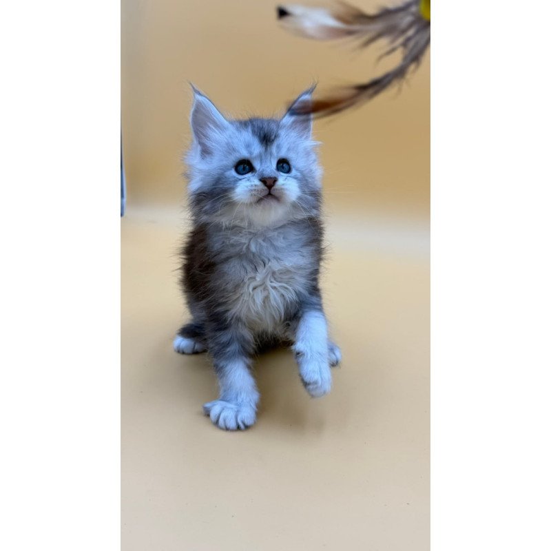Maine Coon Hugo