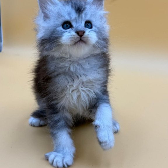 Maine Coon Hugo