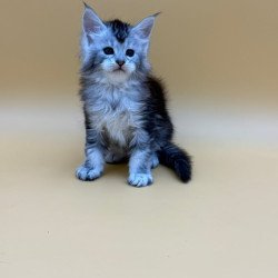 Maine Coon Hofi