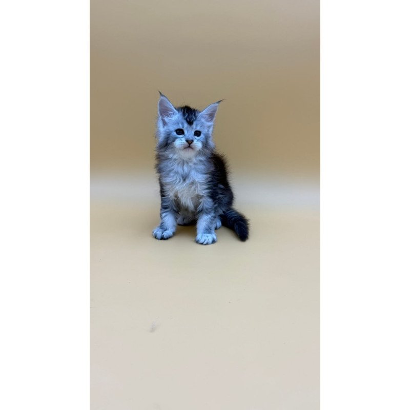 Maine Coon Hofi