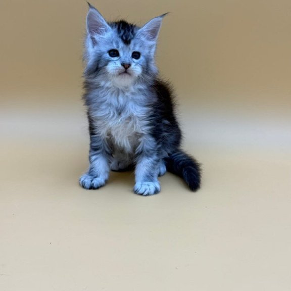 Maine Coon Hofi