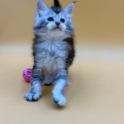 Maine Coon Hofi