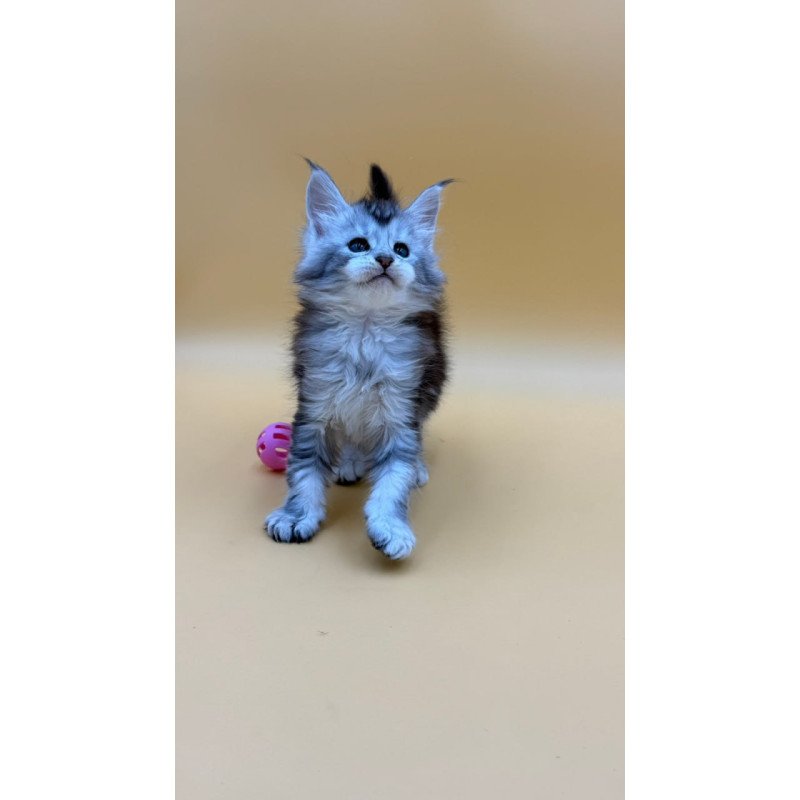 Maine Coon Hofi