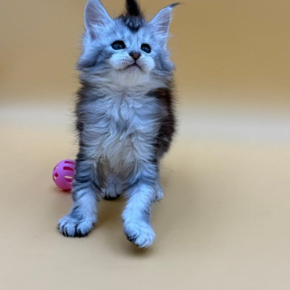 Maine Coon Hofi
