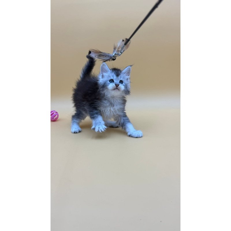 Maine Coon Hofi