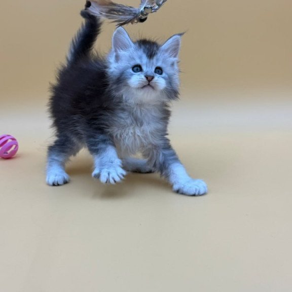 Maine Coon Hofi