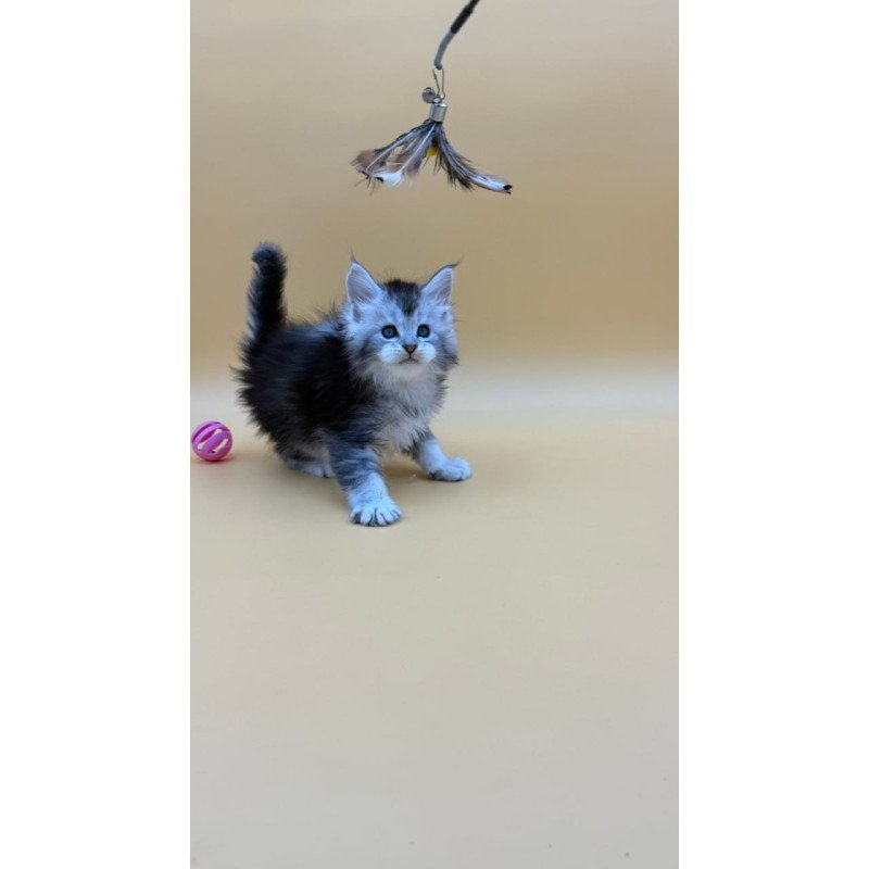 Maine Coon Hofi
