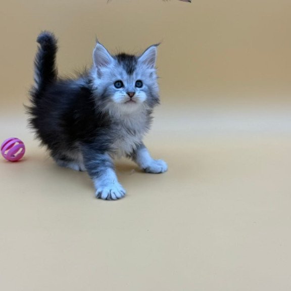 Maine Coon Hofi