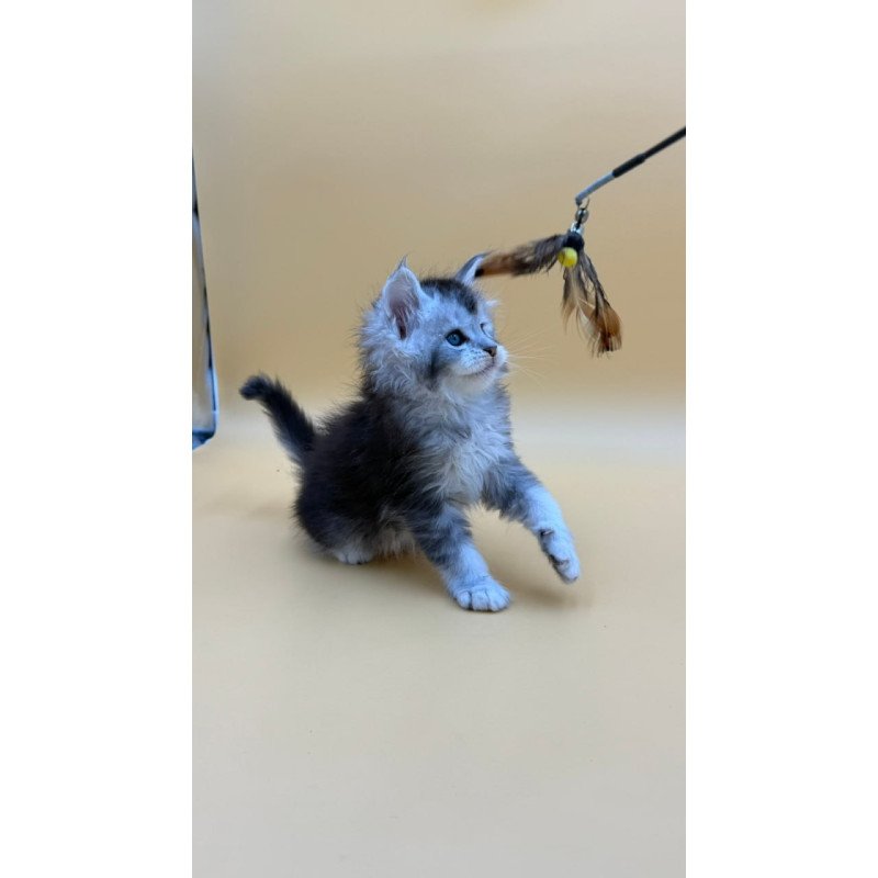 Maine Coon Hofi
