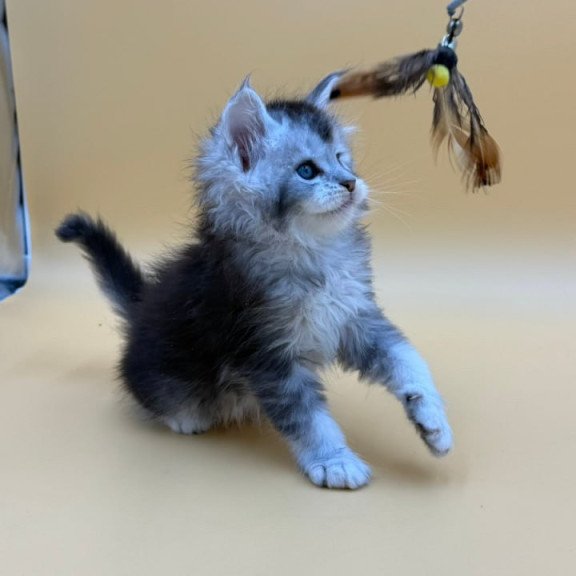Maine Coon Hofi