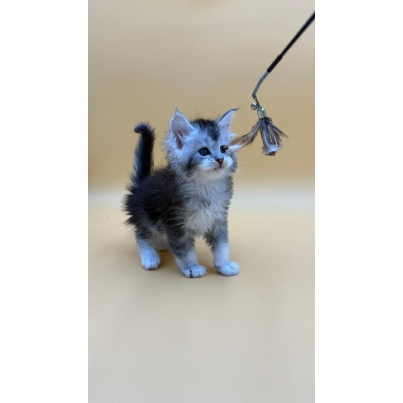 Maine Coon Hofi