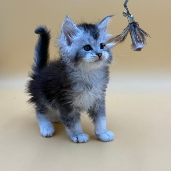 Maine Coon Hofi
