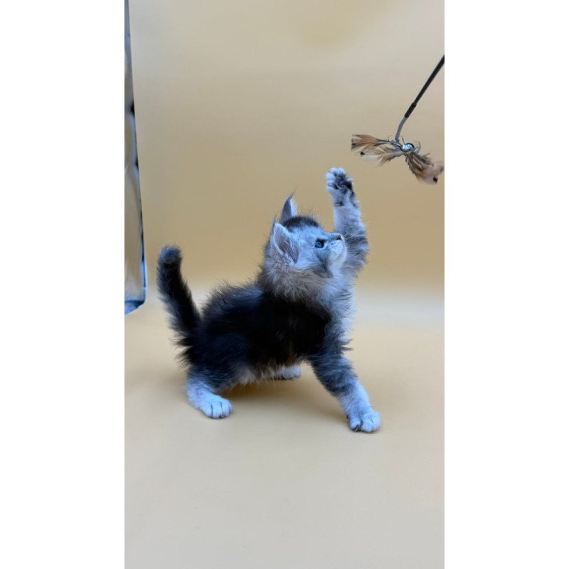 Maine Coon Hofi