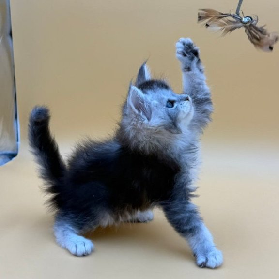 Maine Coon Hofi