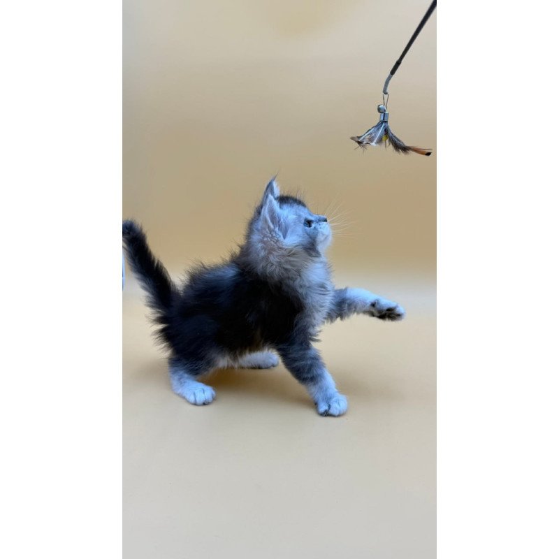 Maine Coon Hofi