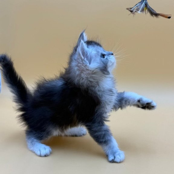 Maine Coon Hofi