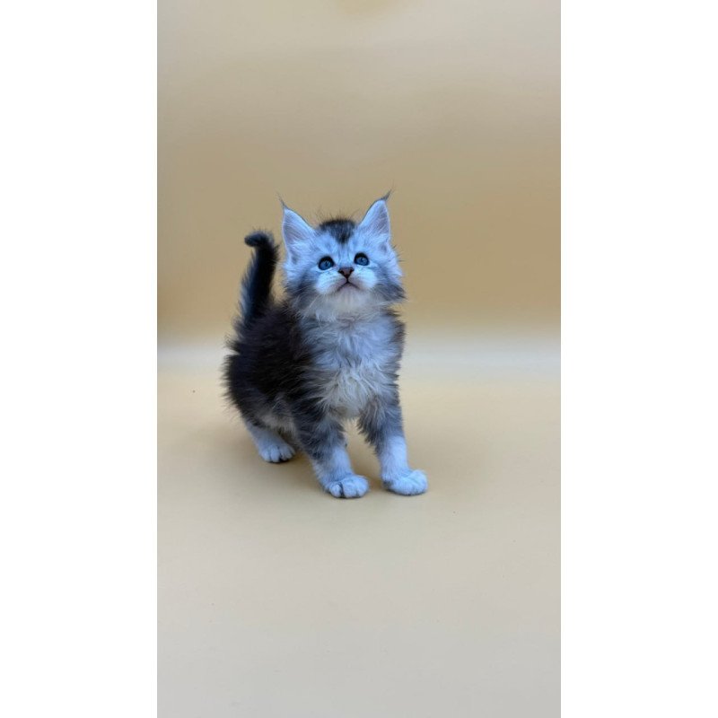 Maine Coon Hofi