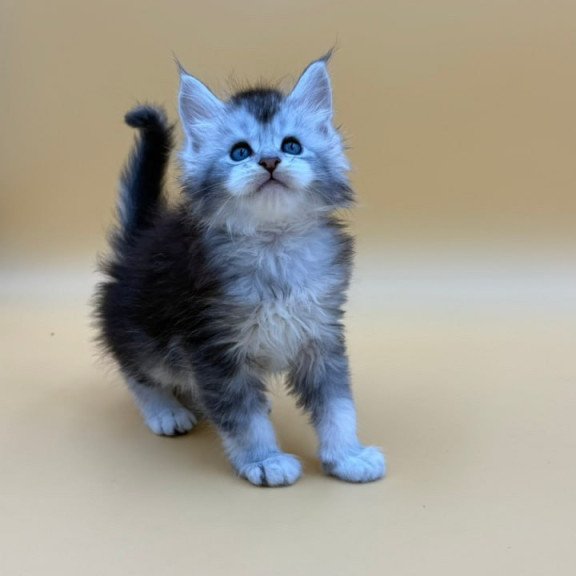 Maine Coon Hofi