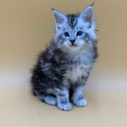 Maine Coon Hammer