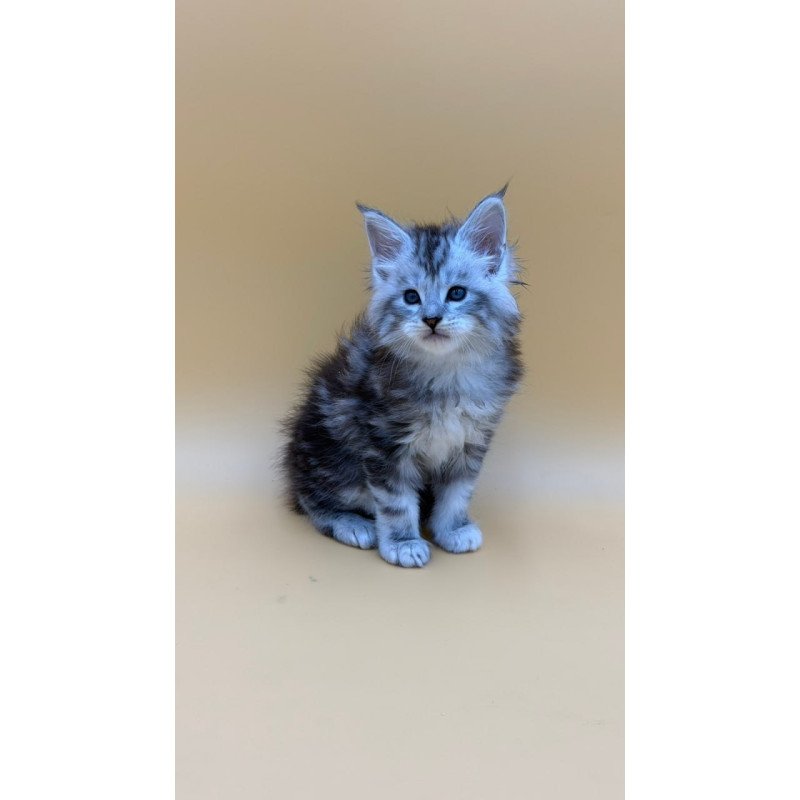 Maine Coon Hammer