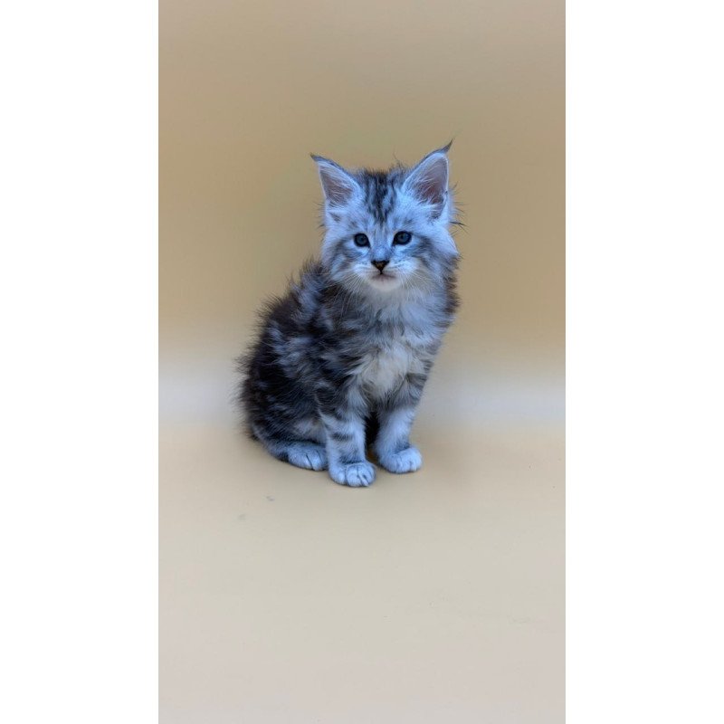 Maine Coon Hammer