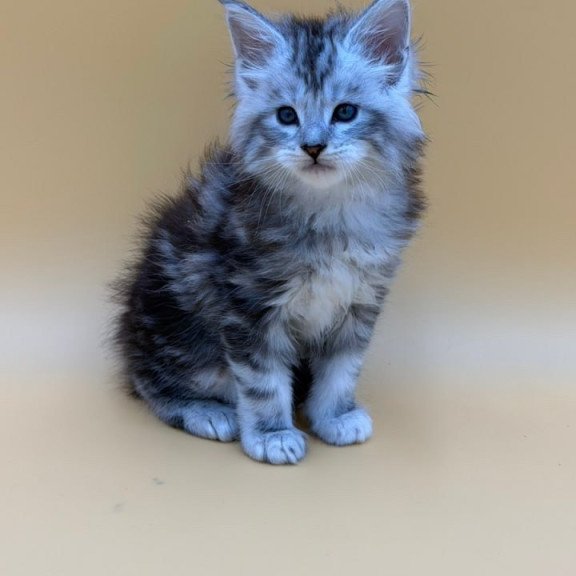Maine Coon Hammer
