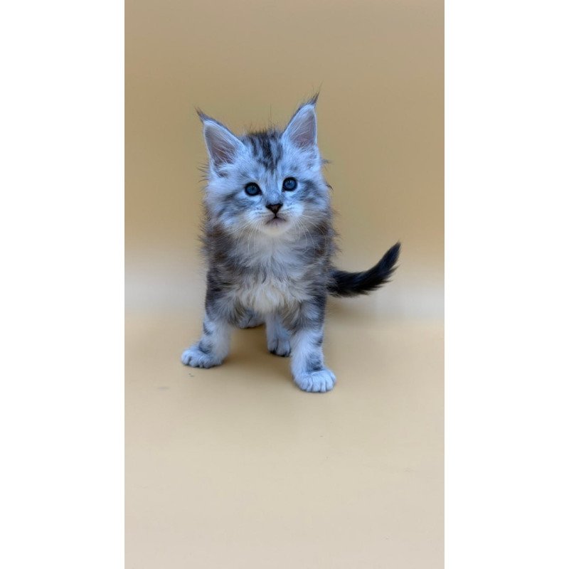 Maine Coon Hammer