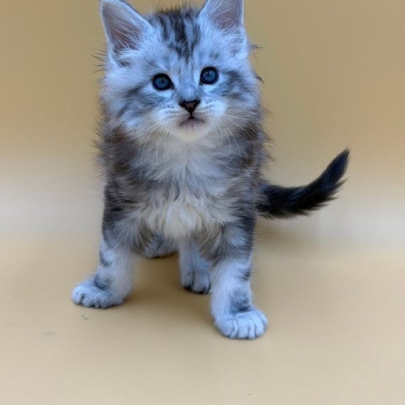 Maine Coon Hammer