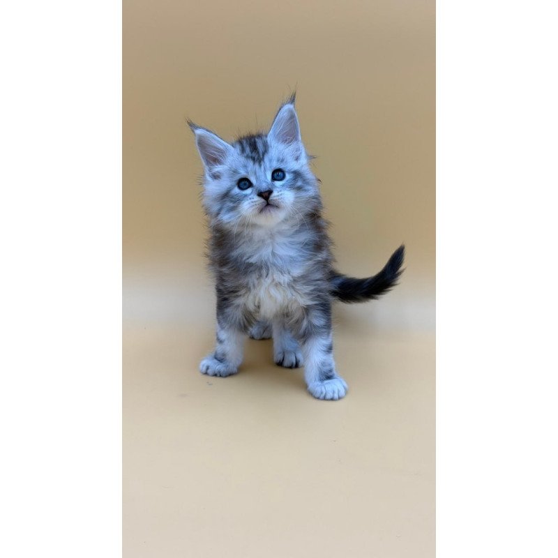 Maine Coon Hammer