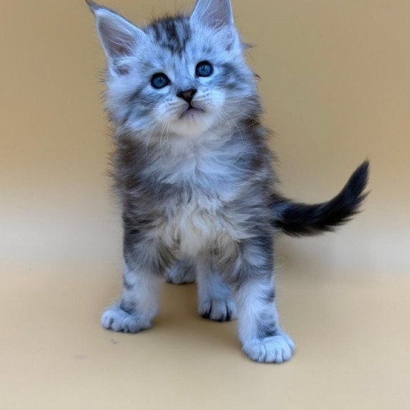 Maine Coon Hammer